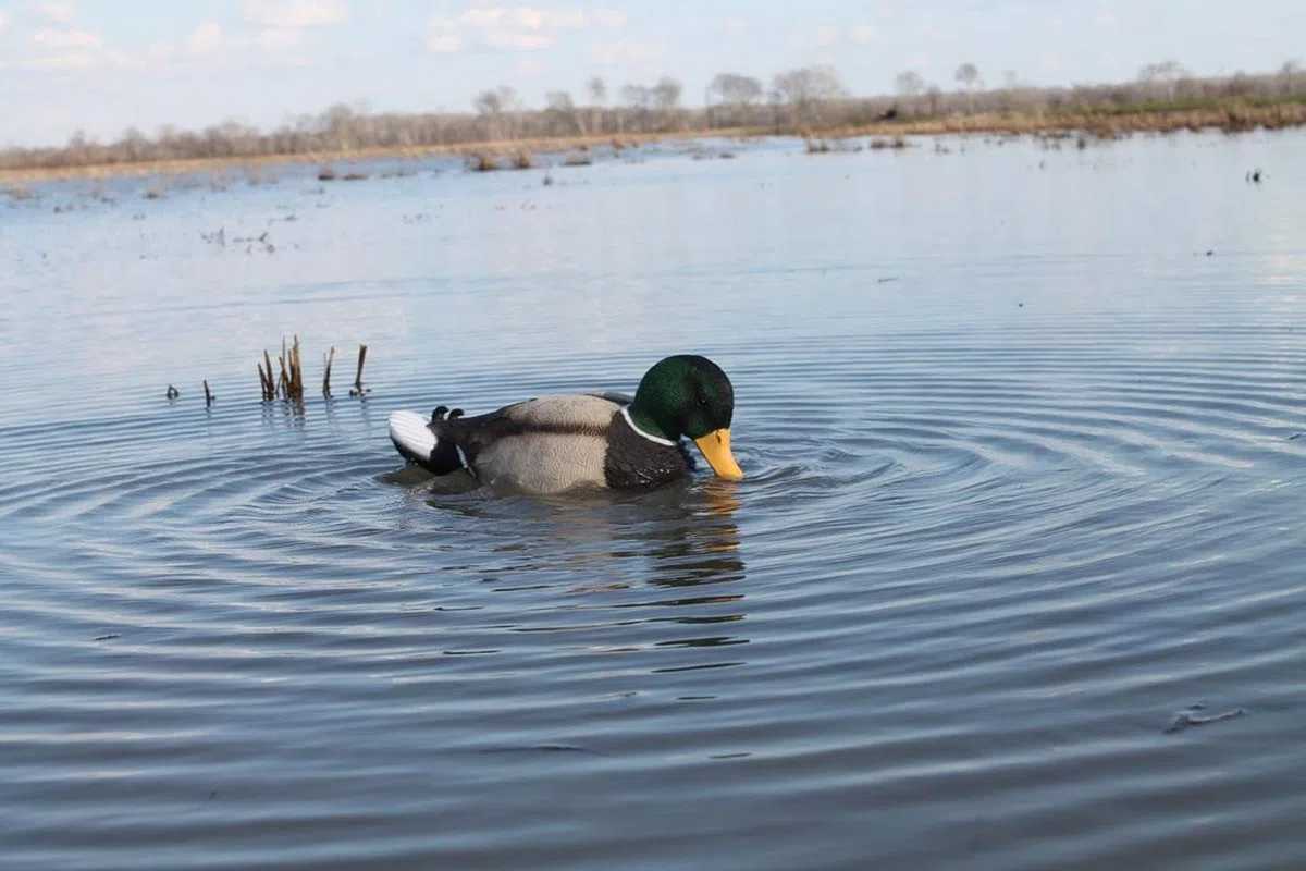Mojo Outdoors Duck Hunting Motion Decoys
