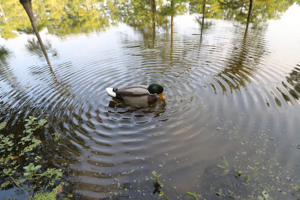 Mojo Outdoors Duck Hunting Motion Decoys
